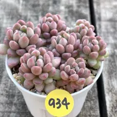 SALE❗️934多肉植物　レッドエッグ　エケベリア　カット苗　寄せ植え❣️