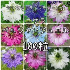 【ニゲラのタネ】100粒 種子 種 ペルシャンジュエル 切り花 ドライフラワー