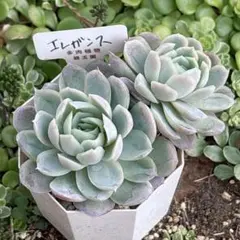 そらみー様 リクエスト 2点 まとめ商品