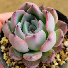 2026年最新】ザラゴーサの人気アイテム - メルカリ