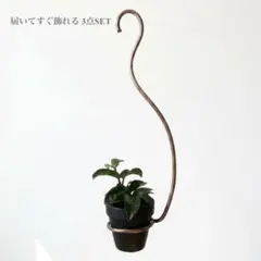 【届いて飾れる3点SET】ホヤ カルノーサ クリンクル8 陶器鉢＆銅製ハンガー