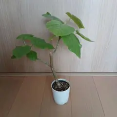 2026年最新】観葉植物 フィカスの人気アイテム - メルカリ