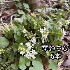2026年最新】わさび 苗の人気アイテム - メルカリ