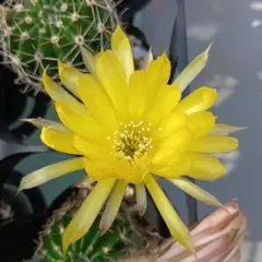 花サボテン レモンベール 抜き苗 - メルカリ