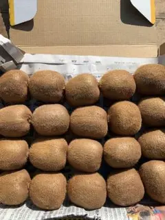 キウイフルーツ ヘイワード グリーン かため 国産 小玉　1.2-1.3kgほど