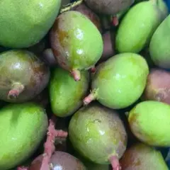 大きめ宮古島産摘果マンゴー箱込み9.7キロ - メルカリ