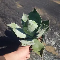 鶴齢雪男　寒菊　紀土　鍋島　庭のうぐいす　鳳凰美田 鶴齢雪男 寒菊 紀土 鍋島 庭のうぐいす 鳳凰美田 - メルカリ