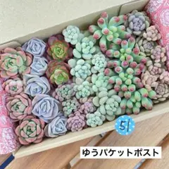 51 多肉植物　多肉弁当　詰め合わせ　寄せ植え　セット　カット苗　韓国苗　セダム