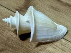 世界最大 希少 45cm アラフラオオニシ 世界最大 希少 45cm アラフラオオニシ - メルカリ