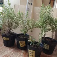 tokio23様専用【9Dマリン&9Aマジョルカ&8Bモーツァ&9Qトス】