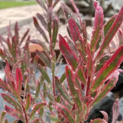 ミナコ様 リクエスト 2点 まとめ商品