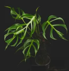 2025年最新】バールマルクスフレームの人気アイテム - メルカリ