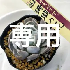 にゃ。様　専用です