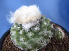 2025年最新】接木 サボテンの人気アイテム - メルカリ