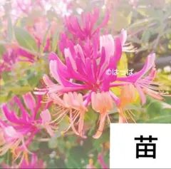 【追跡付き便】ハニーサックル 花苗 宿根草のサムネイル