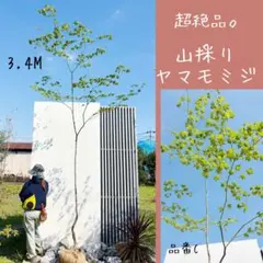 超絶品。美斑紋山採りヤマモミジ3.4M(鉢底から)品番C 超絶品。美斑紋山採りヤマモミジ3.4M(鉢底から)品番C - メルカリ