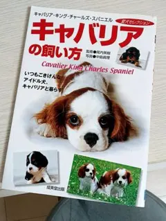 キャバリア・キング・チャールズ・スパニエル　キャバリアの飼い方　愛犬セレクション