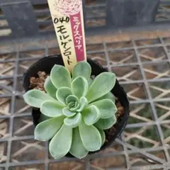 ❤️確認用❤️★B ミックスベリア❤️霜飾り❤️抜き苗♪      ✨メルカリ便✨札なし 多肉植物 ミックスベリア おらいさん苗 円 ② 札なし - メルカリ