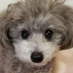 犬服♪手編み♪オーダーmirumiru様専用