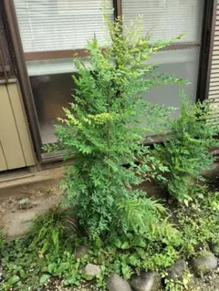 南天 ナンテン 庭木 植木