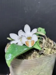 2026年最新】洋蘭の人気アイテム - メルカリ