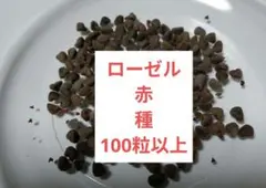 ローゼル　種　赤　白　各100粒以上