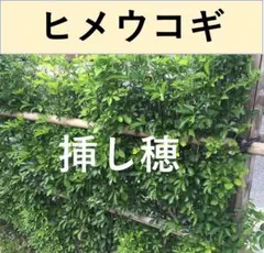 2026年最新】挿し穂の人気アイテム - メルカリ