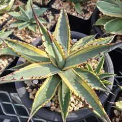 屈原の舞扇　黄覆輪　パルメリー錦　中株 2026年最新】アガベ 屈原の舞扇錦の人気アイテム - メルカリ