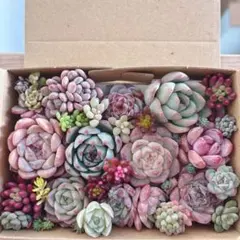 さとぴ様専用　ゆうゆうメルカリ便　多肉植物　カット苗とセダム寄せ植えセット