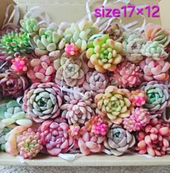 せっちゃん様 リクエスト 2点 まとめ商品