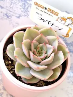 2026年最新】ファームパルクさん苗の人気アイテム - メルカリ