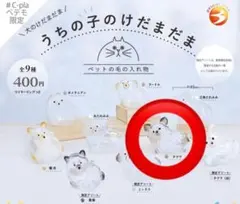 うちの子のけだまだま　チワワ