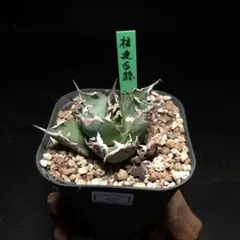 2026年最新】アガベチタノタ白鯨の人気アイテム - メルカリ