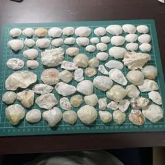 （a）天然貝殻セット ハンドメイド素材 工作材料