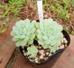 minto39様 リクエスト 2点 まとめ商品