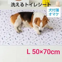 Item thumbnail for item 7a9c56f5-dac8-4e45-873c-abf91f3a995a