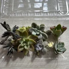 SALE‼️ エケベリア多肉植物カット苗詰め合わせ