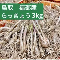初物❗️鳥取県産 農薬不使用 砂丘らっきょう らっきょう - メルカリ