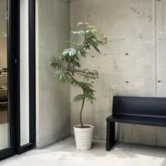 大型 エバーフレッシュ 曲がり仕立て 9号 陶器鉢 植え込み発送 - メルカリ