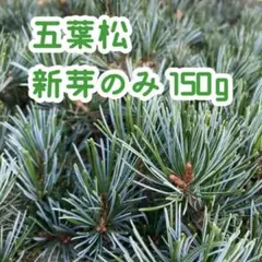 wacowaco　柏の葉　150枚　静岡県産　無農薬 無農薬 柏の葉 15枚 静岡県産 - メルカリ