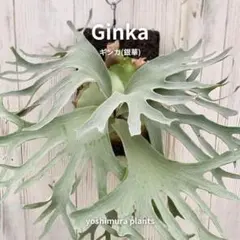 あんちゃん　ビカクシダ P peawchan (P veitchii silver frond x P willinckii