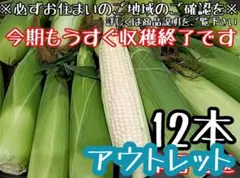 アウトレット値下げ！とうもろこし☆ピュアホワイト12本（白いとうもろこし）のサムネイル
