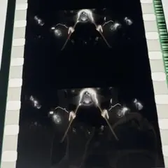 魔法少女まどか☆マギカ　ワルプルギスまどマギ　特典 フィルムコマ　紫丁香　セルマ