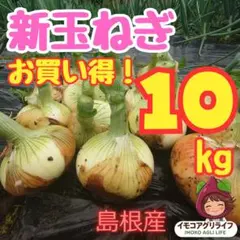 【農家直送】朝日を浴びた元気な新玉ねぎ！たっぷり大容量10kg（100サイズ）のサムネイル