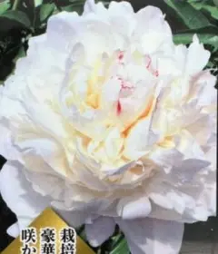 2026年最新】芍薬 苗 白の人気アイテム - メルカリ