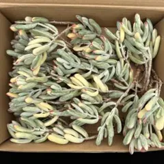 CT1118 紀の川錦 25株 抜き苗 多肉植物 エケベリア 韓国苗 - メルカリ