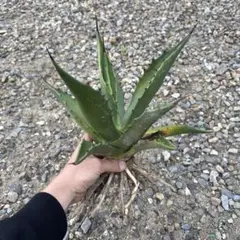 キダチアロエ カット苗 1カット 大きめ② - メルカリ