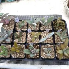 カランコエ 鉢植え つぼみ付き ピンク陶器鉢 観葉植物 - メルカリ