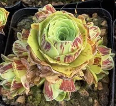新入荷　グリーノビア　墨染　アエオニウム　I苗　多肉植物　休眠期のサムネイル