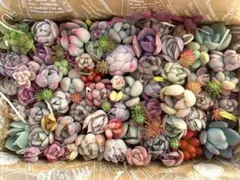 多肉植物　寄せ植えセット(小)A46